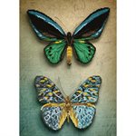 Papillons Antiques 45x59.5